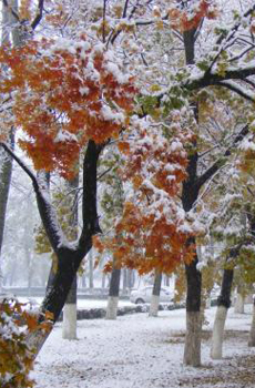 今年第一场雪陪我一起看好吗 唯美雪景图片